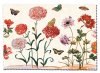 Hårt Glasögonfodral med putsduk. Maria Sibylla Merian